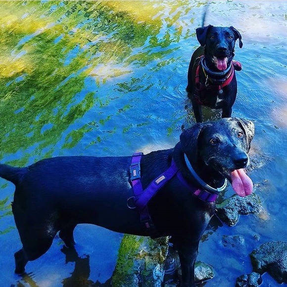 Meet your Posher, Jayne. - Picture 3 of 4